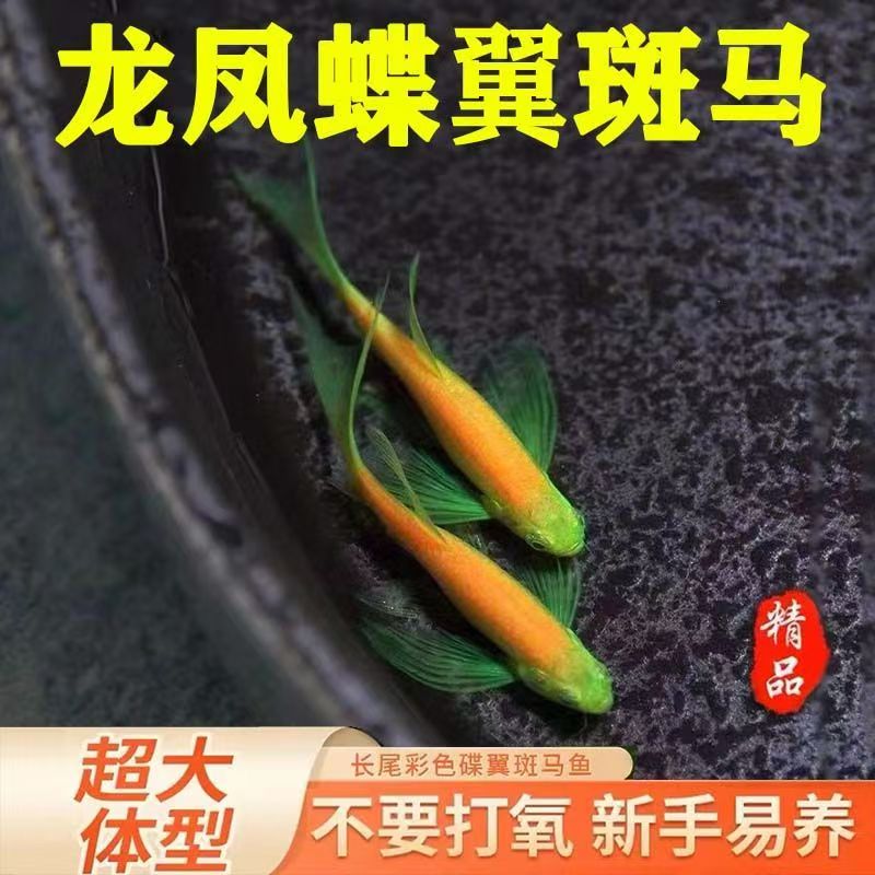 超级福袋龙凤蝶翼斑马2.5-3.5cm1条