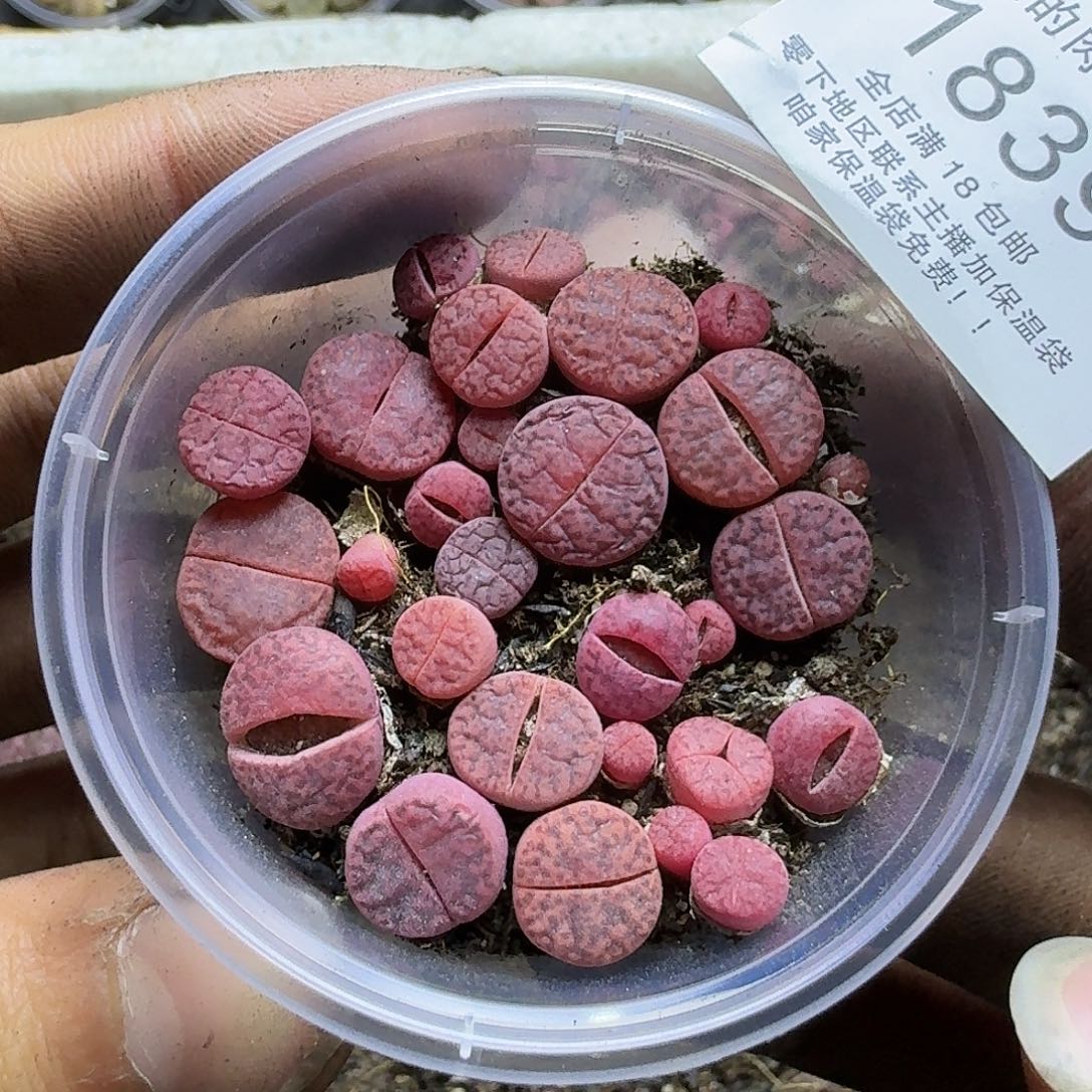 1839紫哲榴两年哈哈