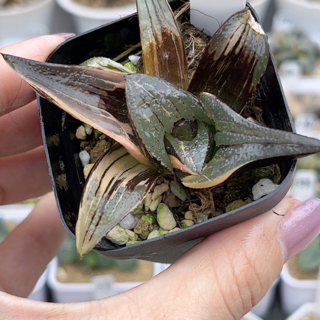 15茜云芭提雅锦福利专场