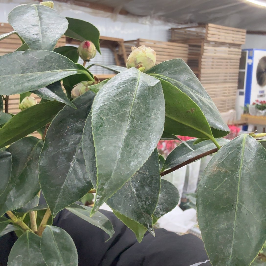 W***w全部花苞五色赤丹