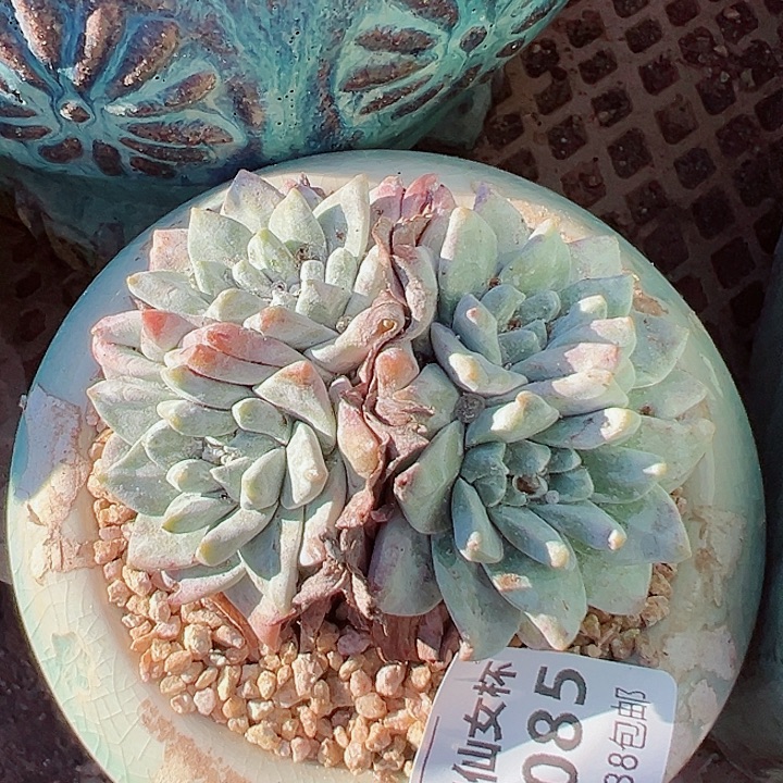 9085墨西哥苹果叶仙女杯多肉