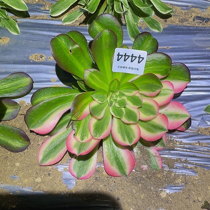 4444粉女郎花脸多肉植物