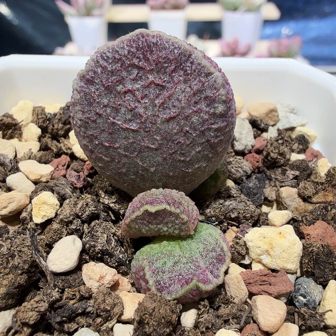 哈默猪肝水泡多肉植物