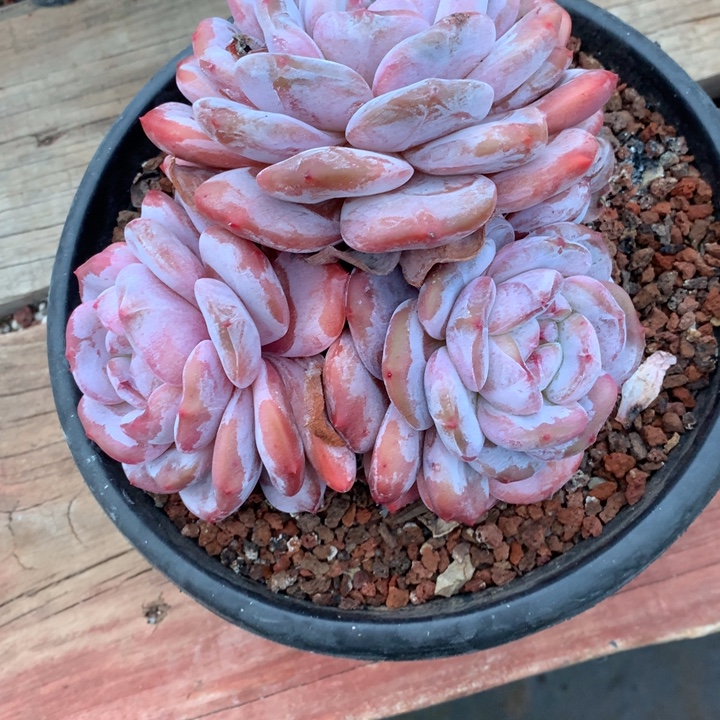多肉植物紫皮星影