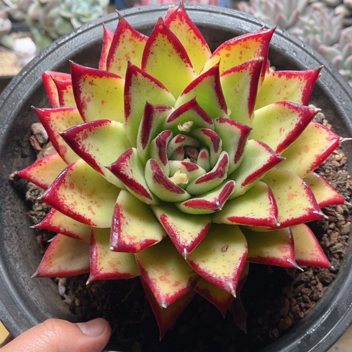 【闪购商品】2823黄皮乌木