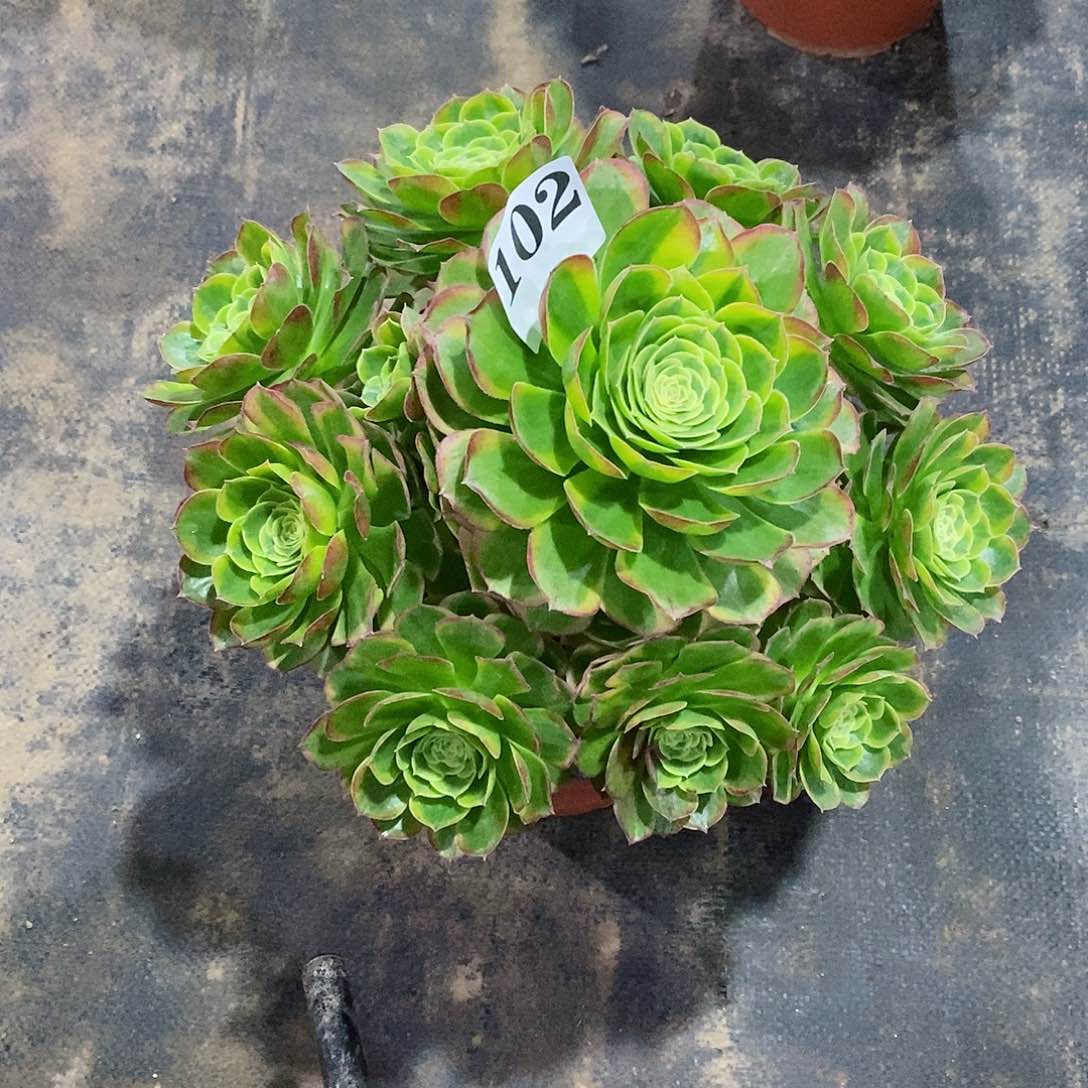 奶白锦102多肉法师