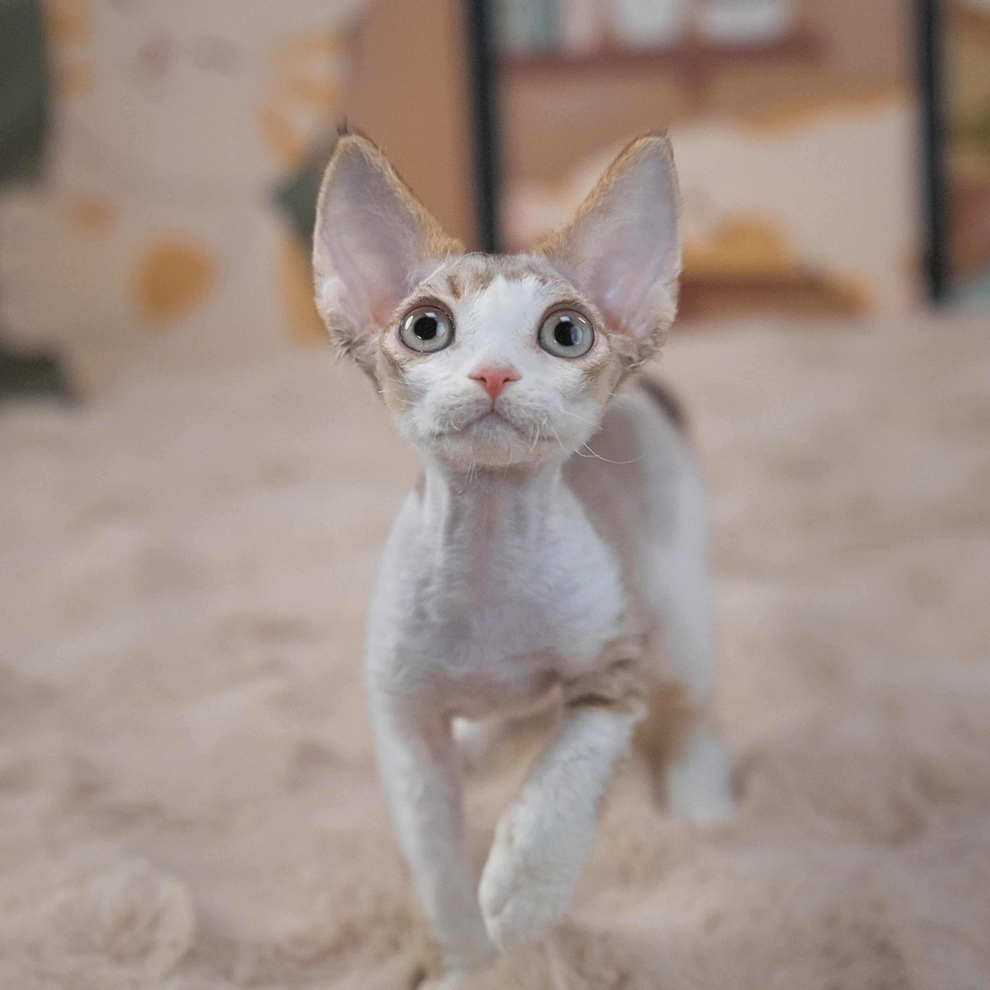 0909山猫开脸妹妹-kimi