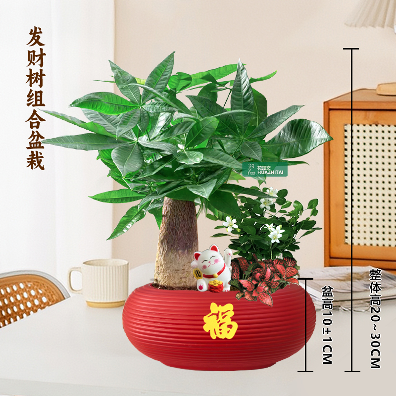 【发财树组合盆栽】绿植（20~30CM）九里香办公桌面盆栽好养常青