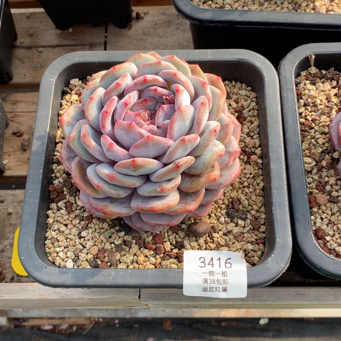 12.5厘米多头石榴籽3416