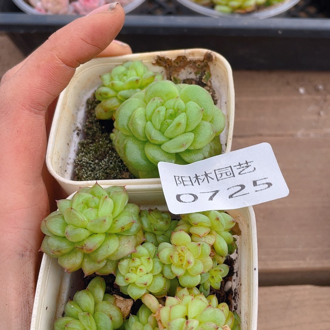 多肉植物多肉植物725