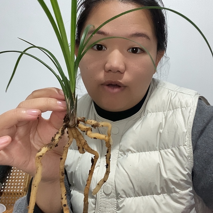 完全开放莲瓣兰云上童子