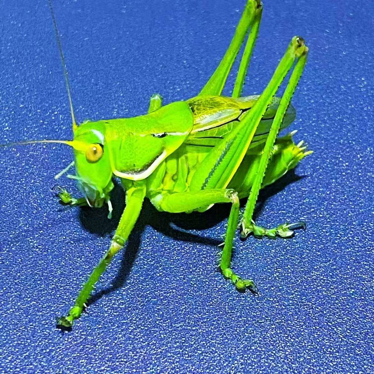 精品翡翠绿蝈蝈叫声大（顺丰包邮 偏远地区不包）