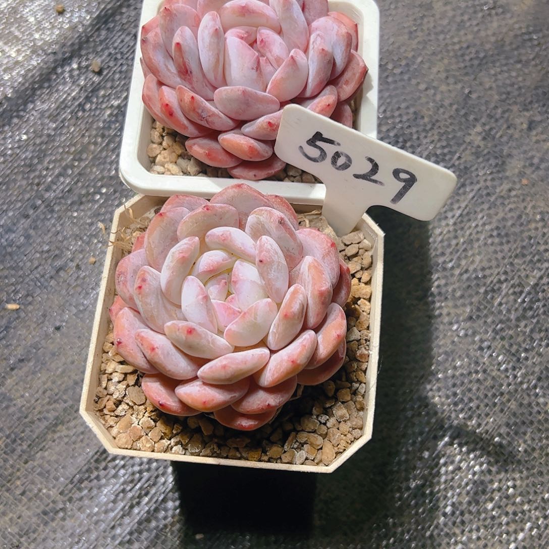 姣****囍橙梦露两颗5029号一物一拍