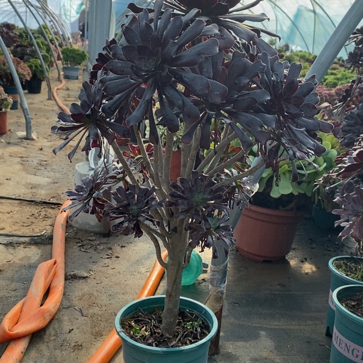 墨法多肉植物69。 