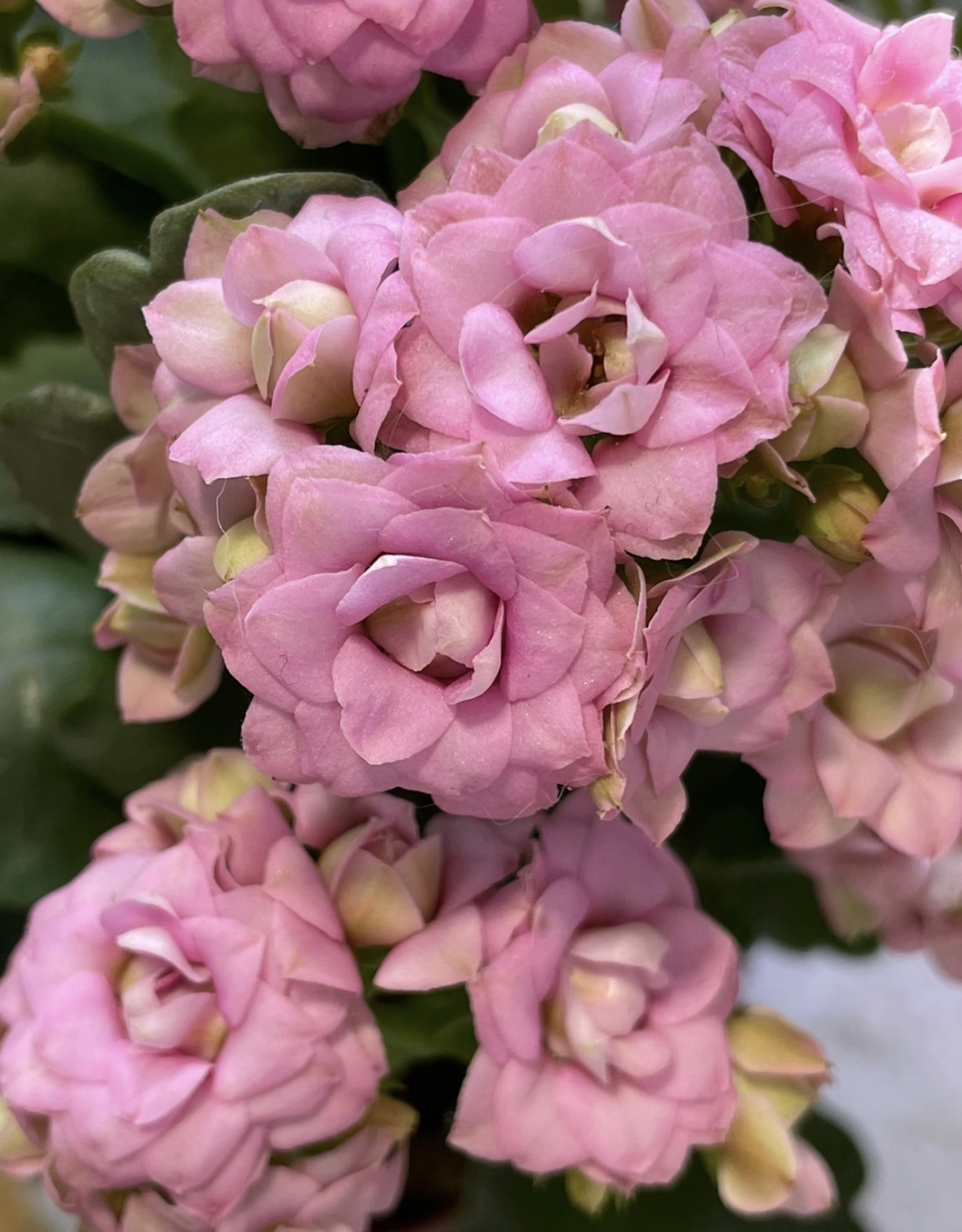 【粉巴黎】120盆重瓣长寿花