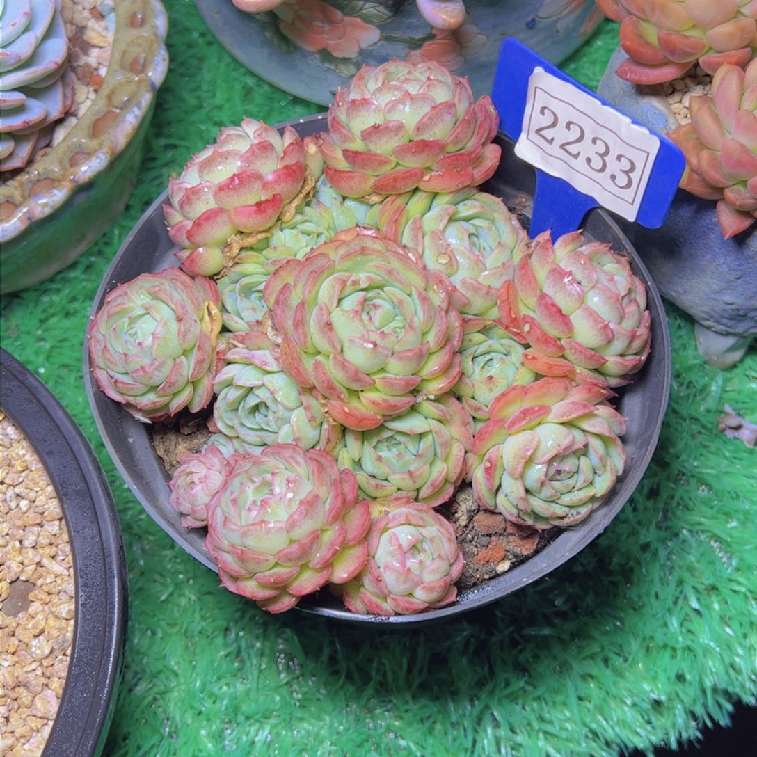 杂交2233多肉植物