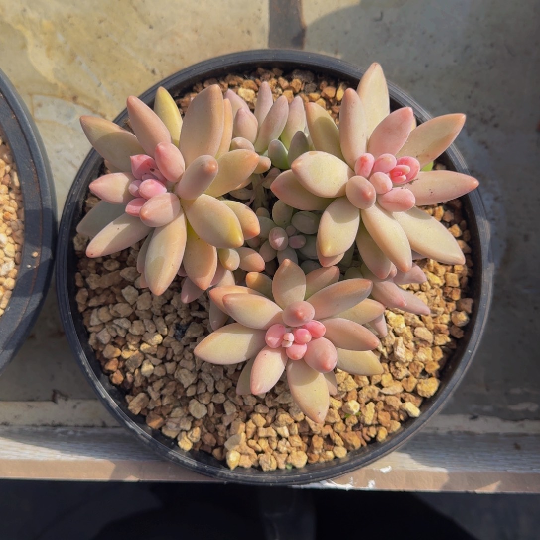 白兰地 群生  一物一拍