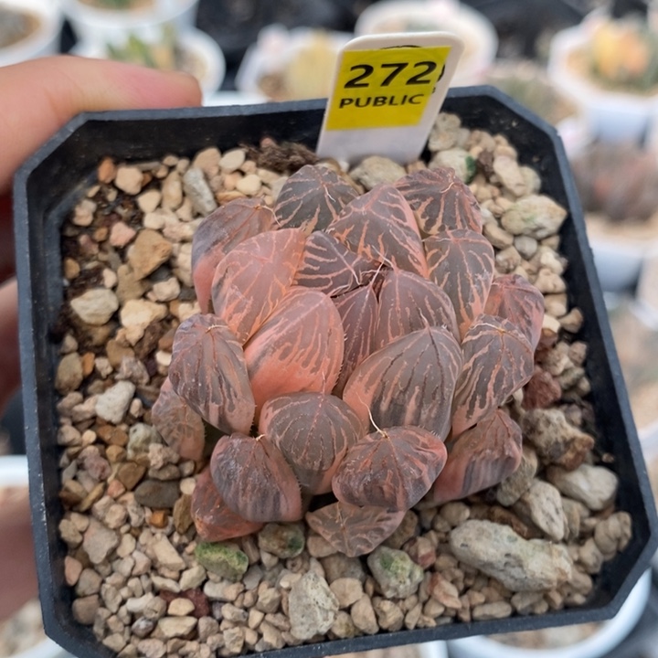 272号糊斑胭脂玉露锦多肉