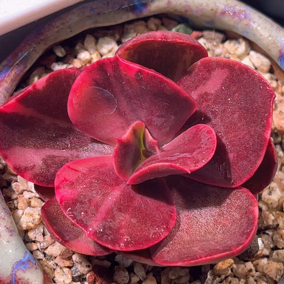 多肉特价麦当娜锦头盖