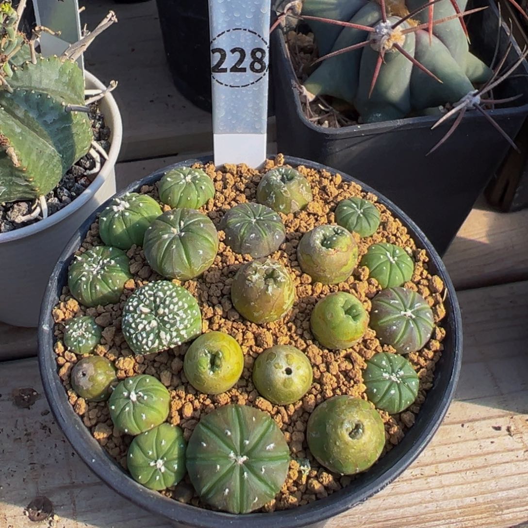 琉璃星兜仙人球多肉植物