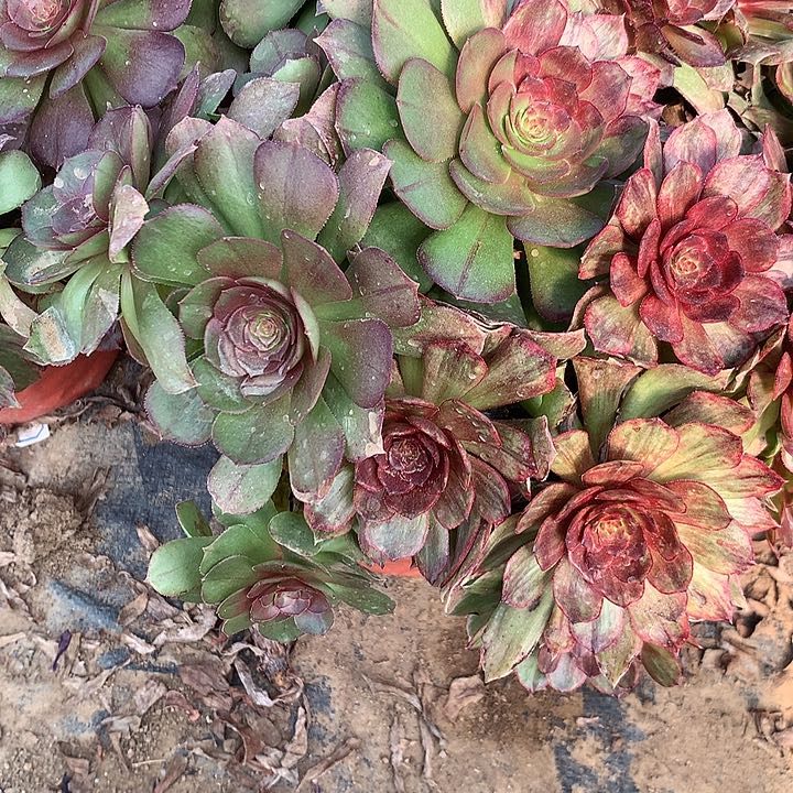 多肉植物阴阳红丝绒16