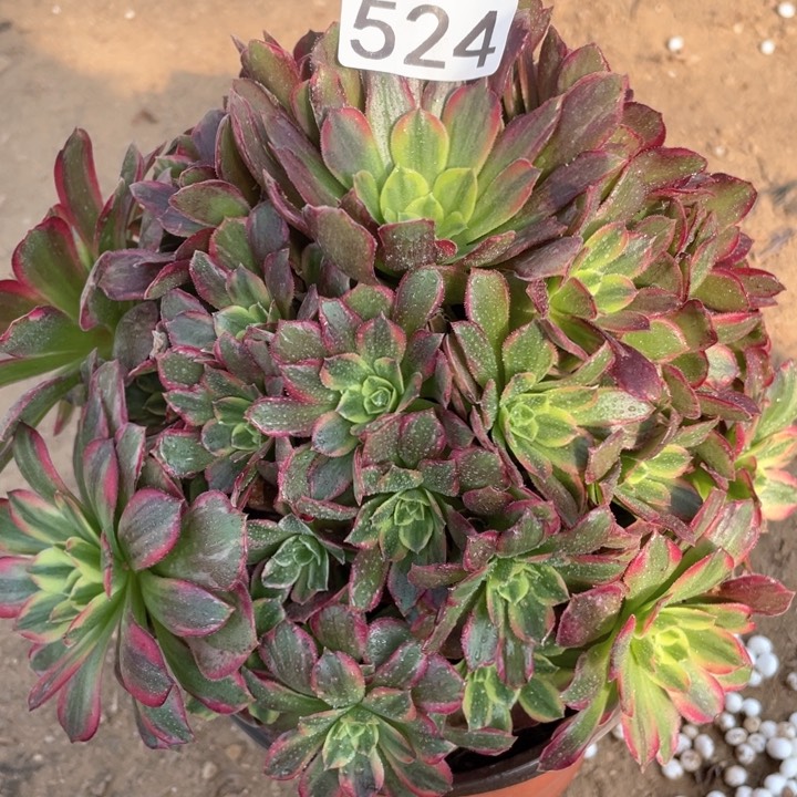 524多肉植物安娜