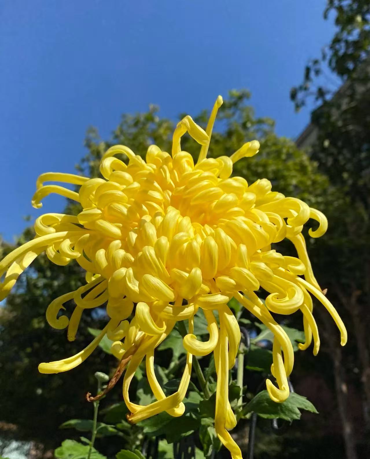 带花苞（金丝麦浪）九月菊花苗带花苞盆栽地栽室内室外花卉植物