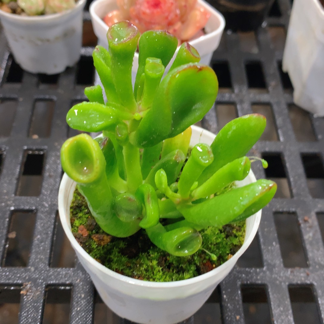 肉萌萌精控多肉 5cm盆量拍 吸财树单头
