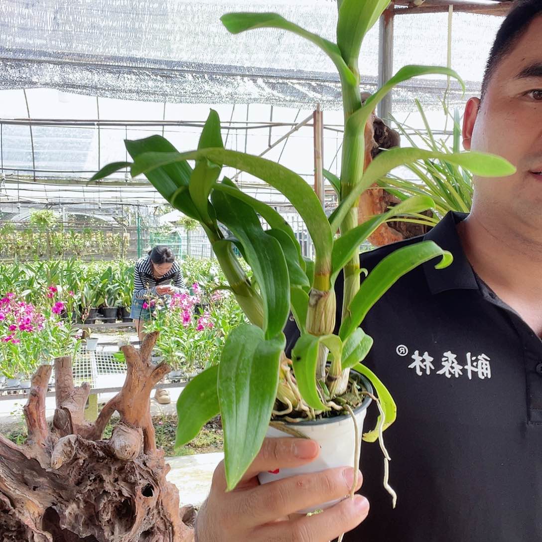 当前无花朵，栽培后可花朵4高端泰秋