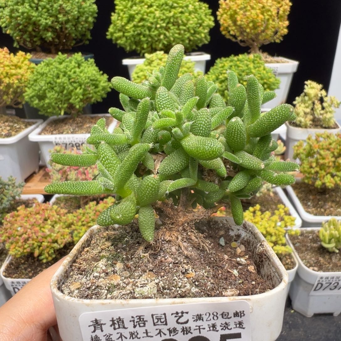 d7395玉米枝干质感需凑单