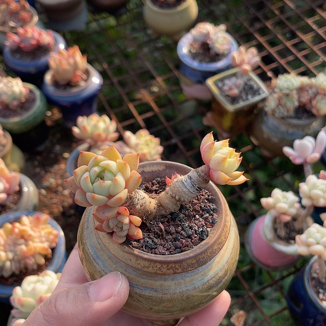 羚***主一物一拍原盆原土