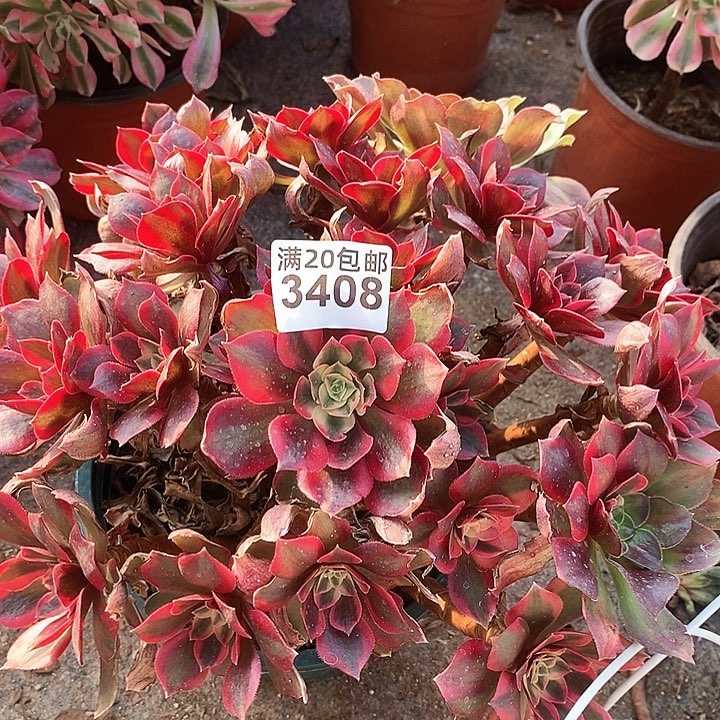 3408 一颗女妖法师