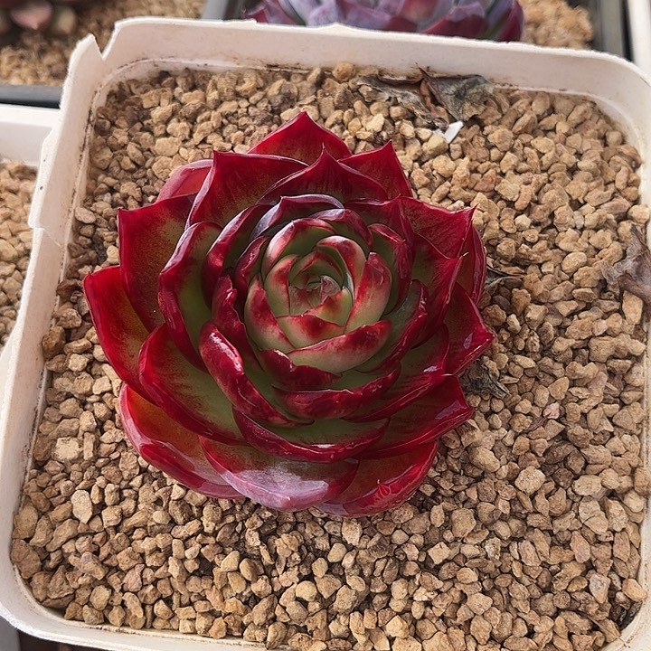 惊鸿仙子多肉植物11