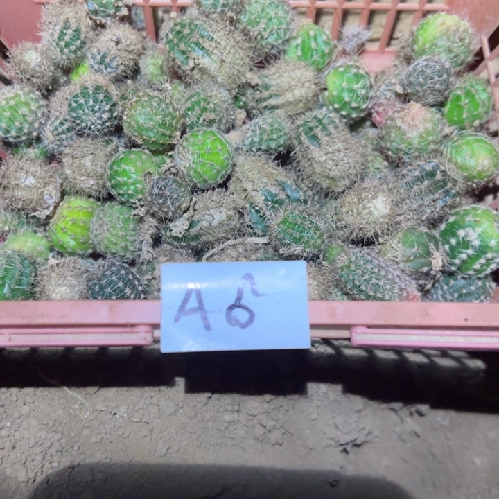 花A6仙人球侧芽一堆25