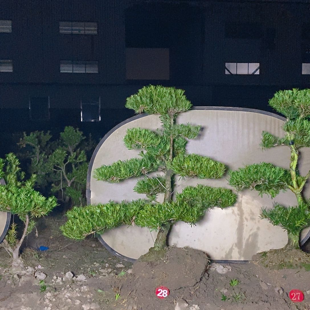 550/1小叶雀舌罗汉松