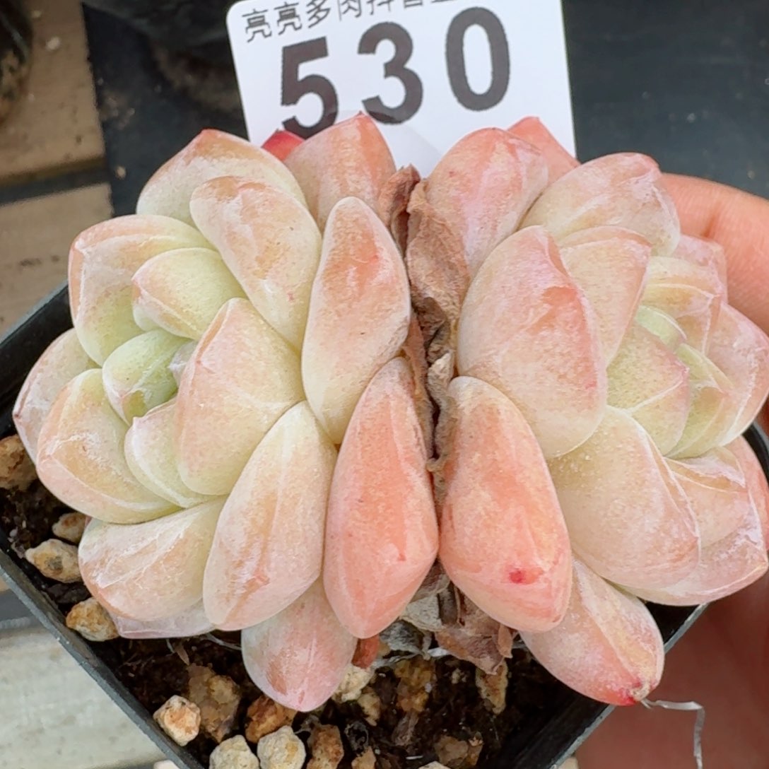 开播福利         多肉植物
