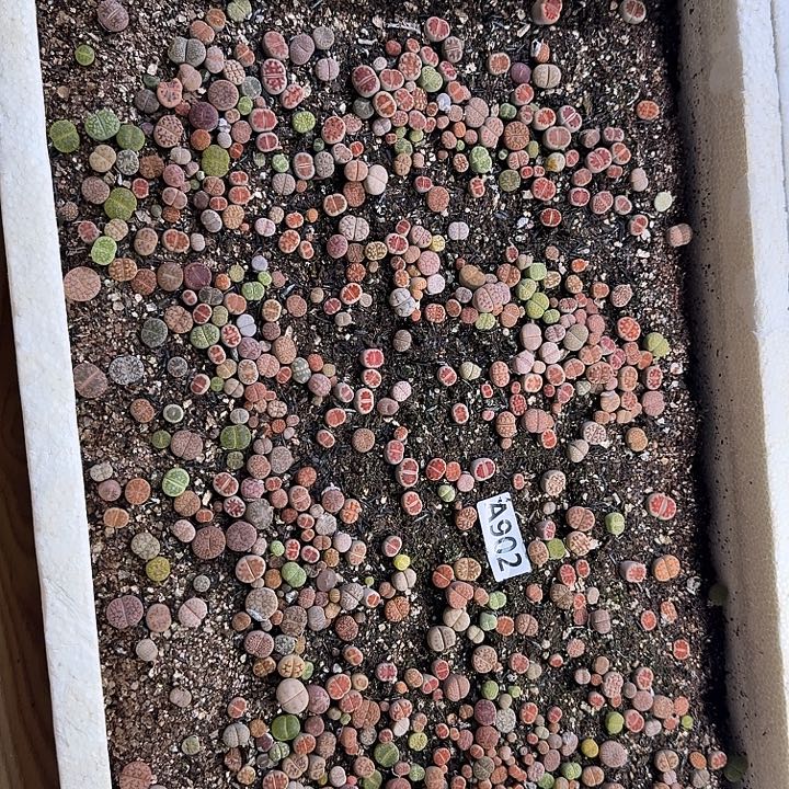 生902石花整筐脱土发货