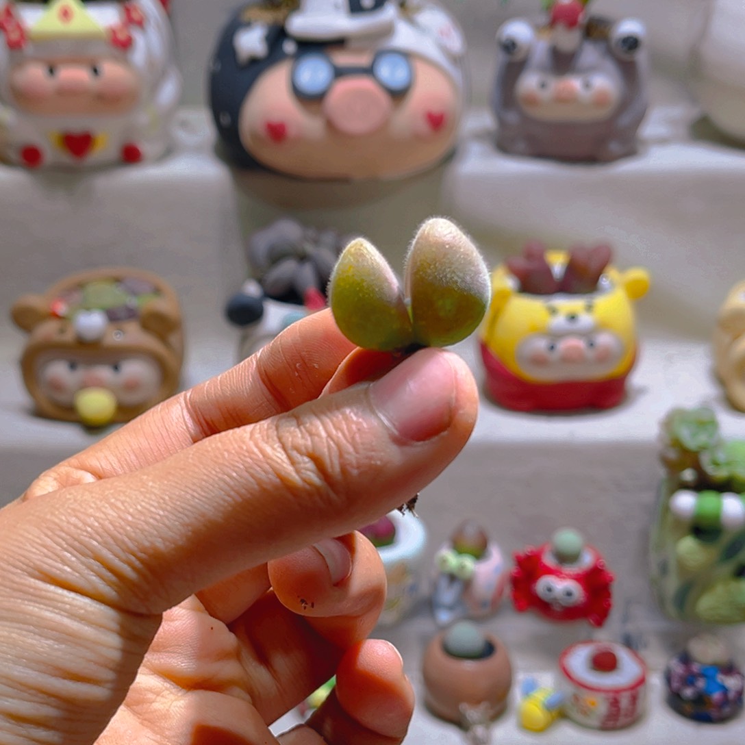 安***妮安小妮专属链接拍拍