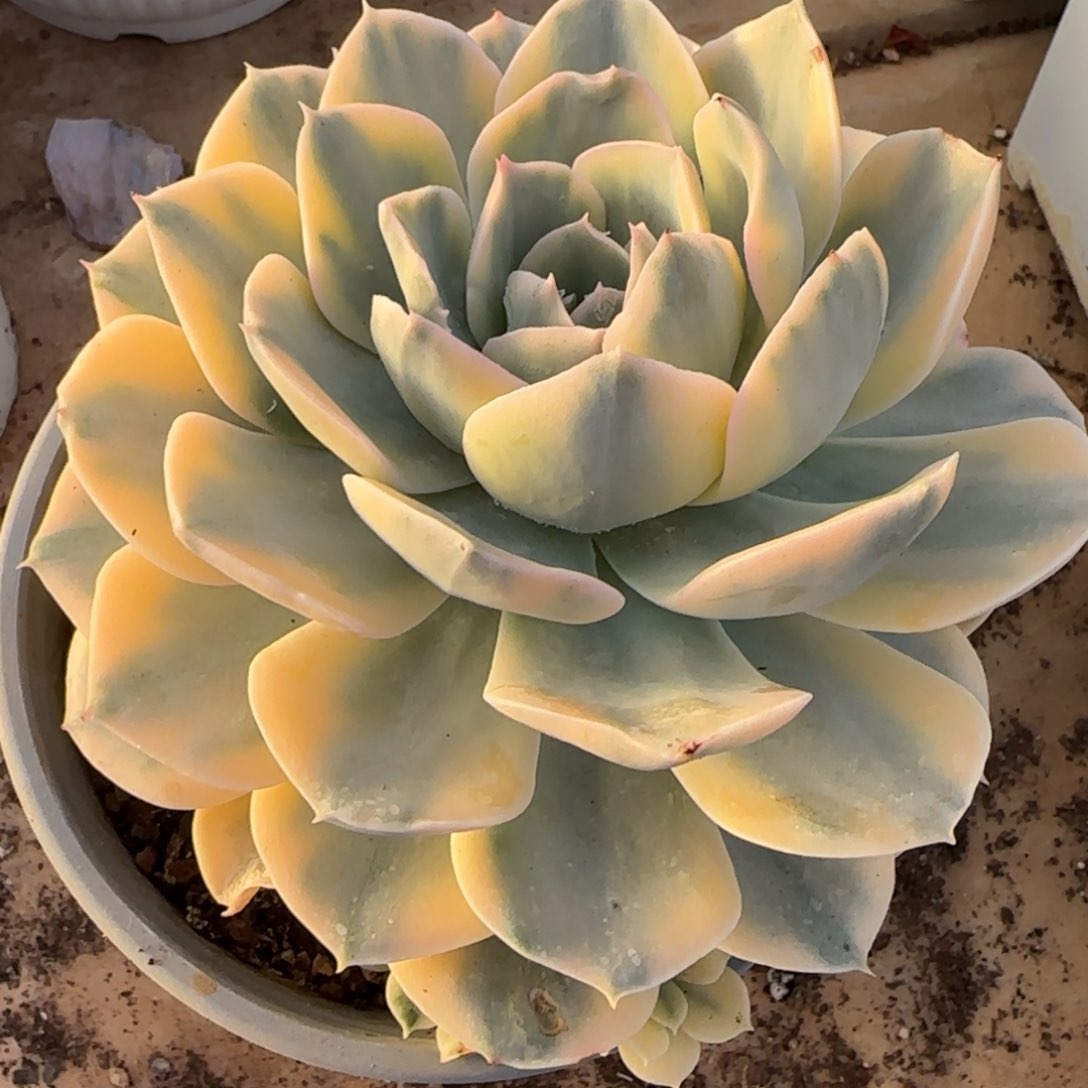 鲁氏锦多肉植物的