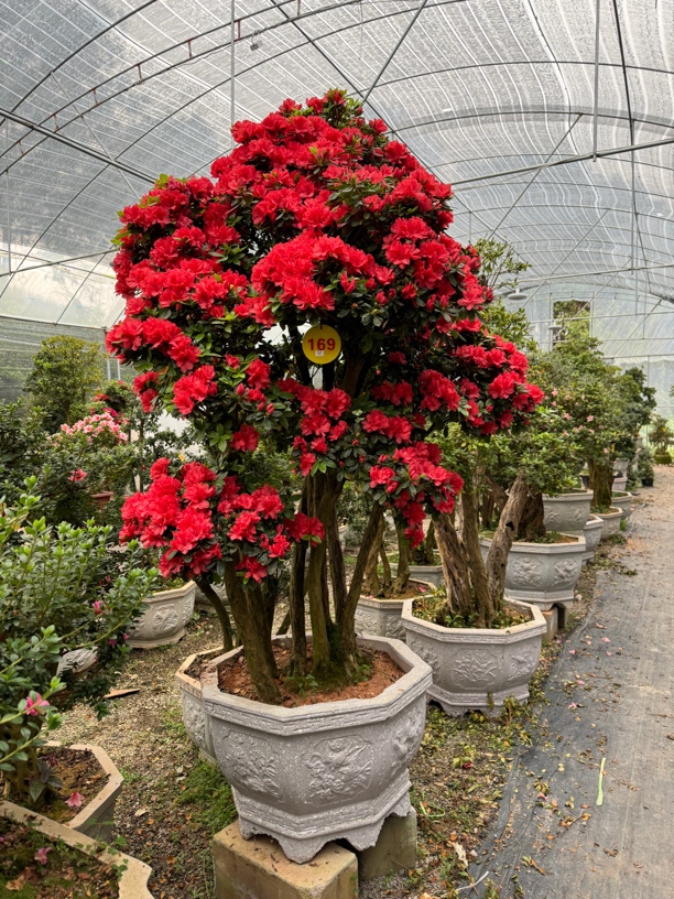 耐寒耐热杜鹃花老桩室内外观赏植物