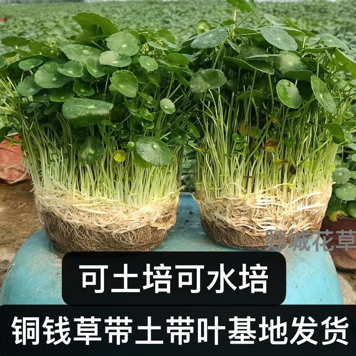 铜钱草水培盆栽室内室外花卉招财金钱草绿植吸甲醛绿植花草植物