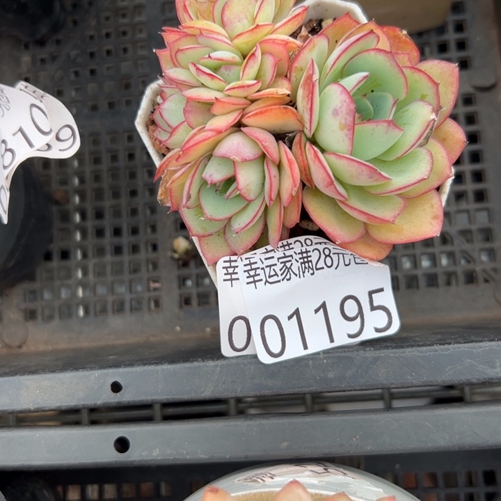 幸运的是我还没遇到幸运