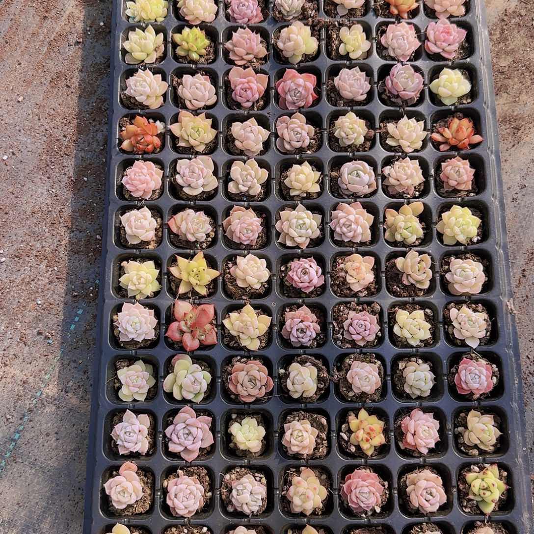 直播一物一拍多肉77