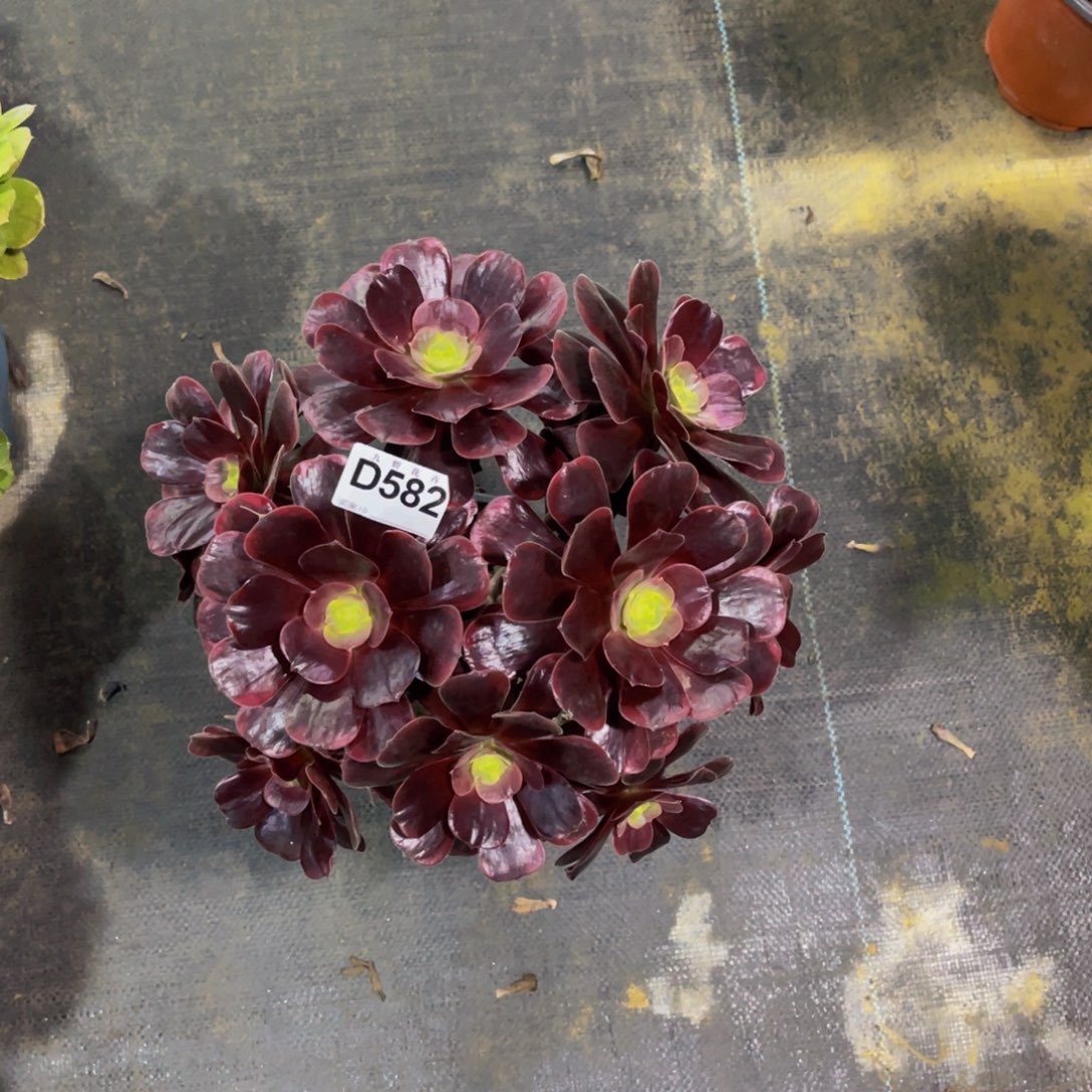 l***358200爱神福利可以拍