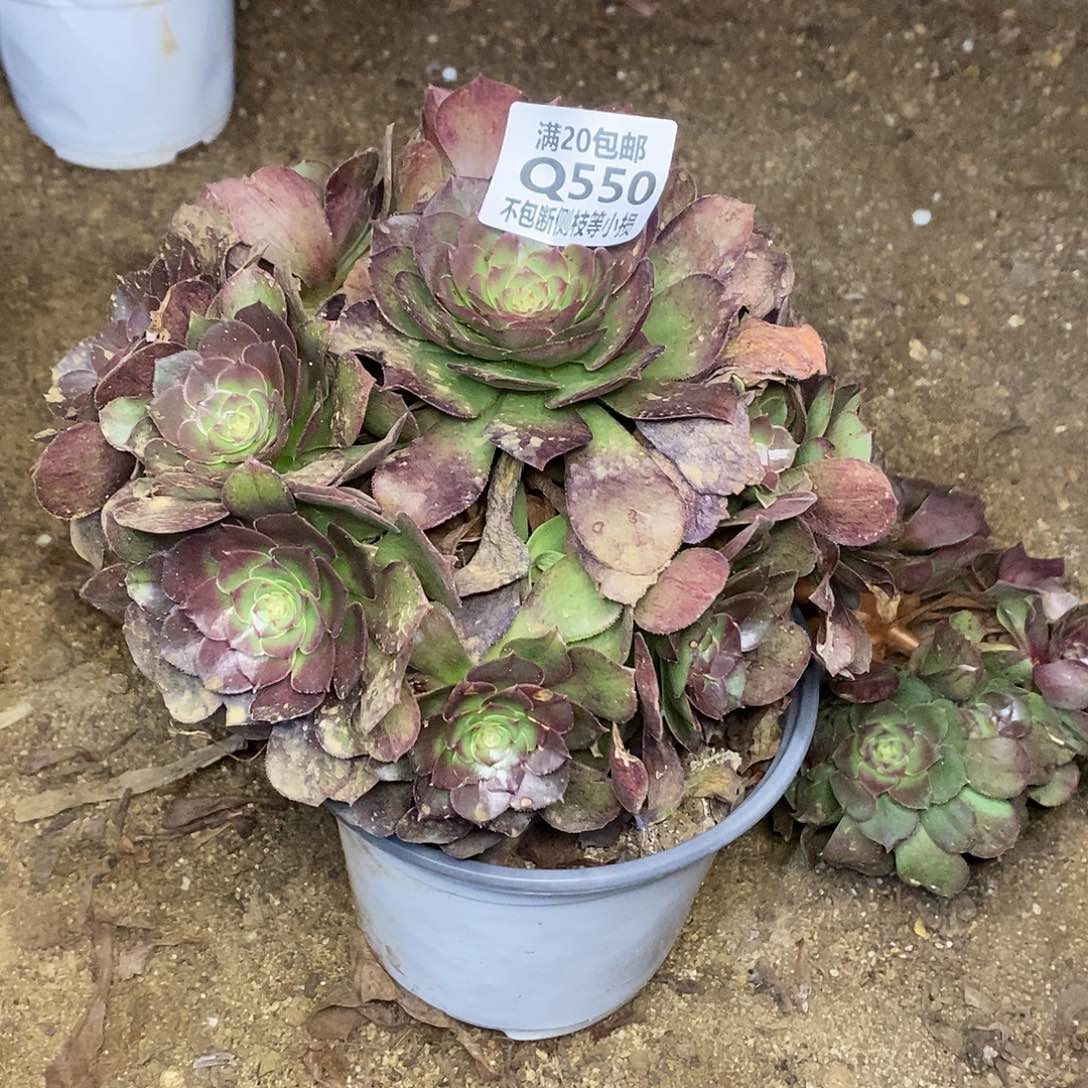 550万圣节沙拉碗多肉