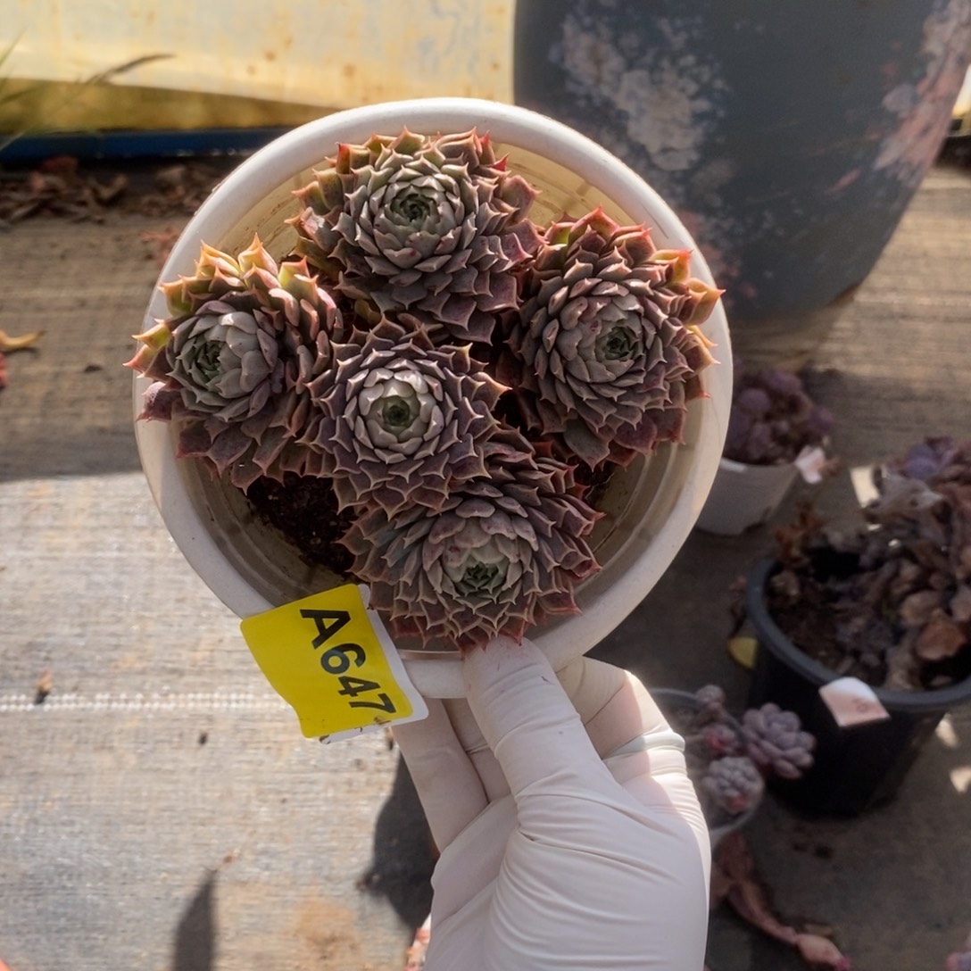 647朱砂痣一物一拍