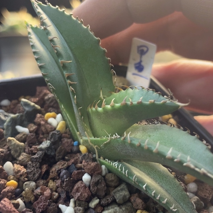 【闪购商品】甲魚。