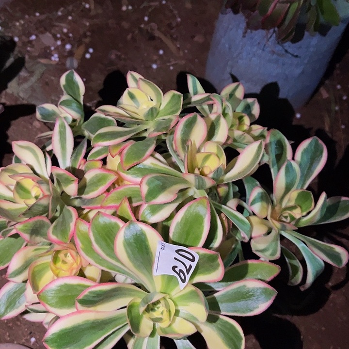 079燕姿超白多肉植物处理不售后