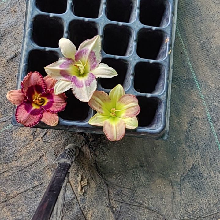 完全开放大胆杂交查理斯