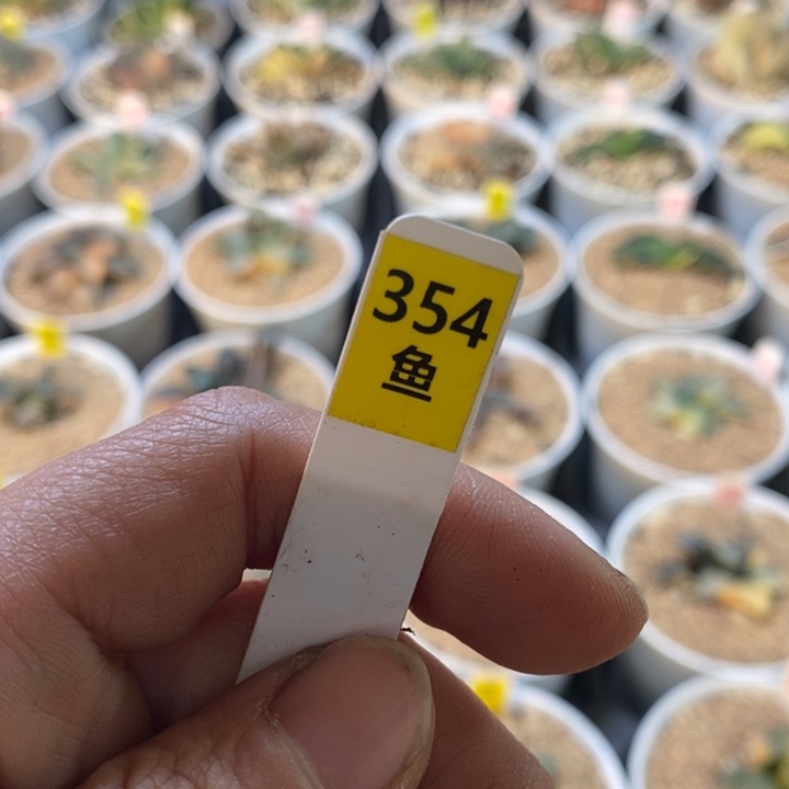 354号专拍可可可可可可可